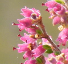 Erica puberuliflora