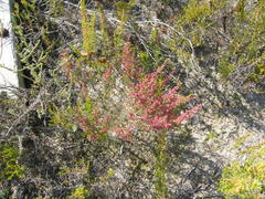 Erica puberuliflora