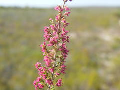 Erica puberuliflora