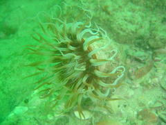 Ceriantheopsis austroafricanus