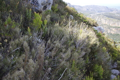 Pseudopentameris macrantha