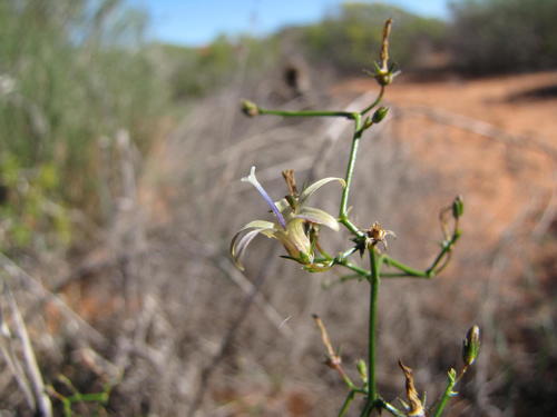 Asparagus-like Capebell (Wahlenbergia asparagoides)