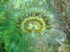 Anthopleura michaelseni