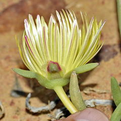 Cephalophyllum tricolorum