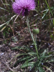 Carduus hamulosus