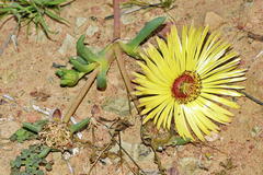 Cephalophyllum tricolorum