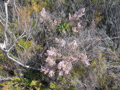 Erica cyathiformis