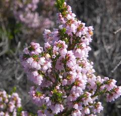 Erica cyathiformis