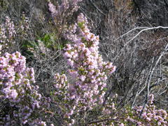 Erica cyathiformis