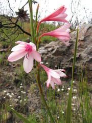 Watsonia rogersii