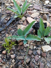 Euphorbia tuberosa