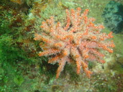 Melithaea rubra