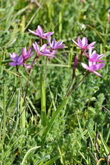 Hesperantha pauciflora