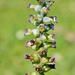 Lachenalia obscura - Photo (c) Richard Adcock, μερικά δικαιώματα διατηρούνται (CC BY-NC), uploaded by Richard Adcock