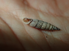 Laciniaria plicata
