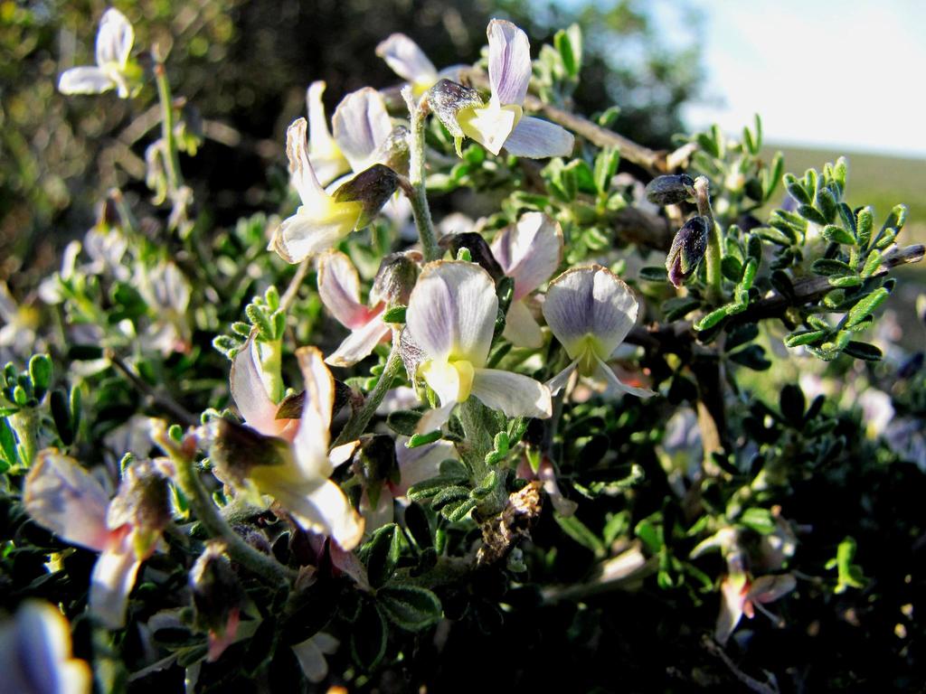 Saldanha Pennypea