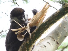 Cercopithecus ascanius schmidti