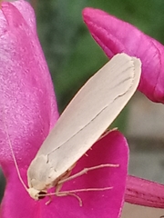 Eilema griseola
