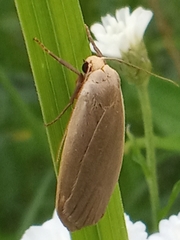 Eilema griseola