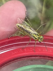 Rhogogaster chlorosoma