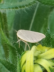 Eilema griseola