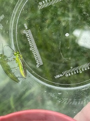 Rhogogaster chlorosoma