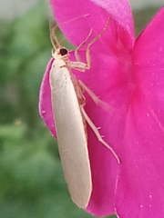 Eilema griseola