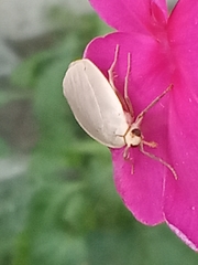 Eilema griseola