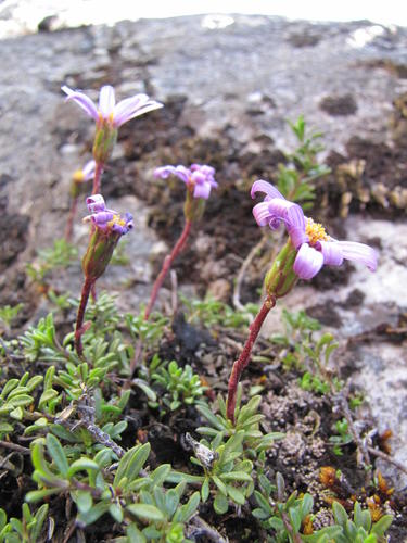 Cliff Plumeseed (Zyrphelis glabra)