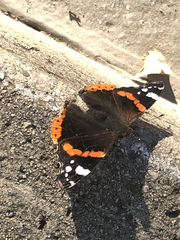 Vanessa atalanta