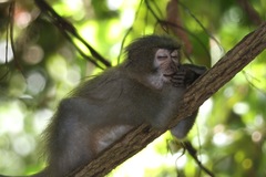 Cercocebus sanjei