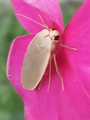 Eilema griseola