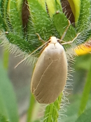 Eilema griseola