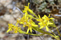 Senecio sarcoides