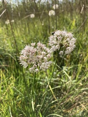 Allium suaveolens