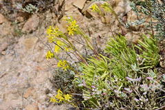 Senecio sarcoides