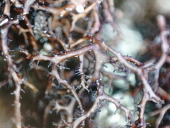Cetraria muricata