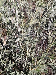 Calobota cytisoides