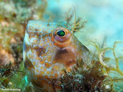 Parablennius goreensis