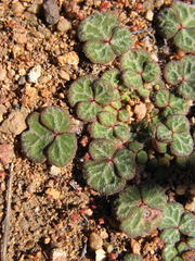Oxalis pulchella pulchella