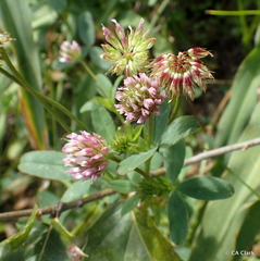 Trifolium ciliolatum