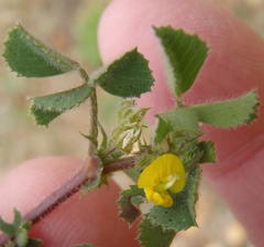 Medicago laciniata
