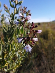 Lobostemon glaucophyllus