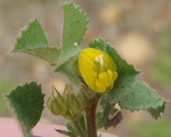 Medicago laciniata