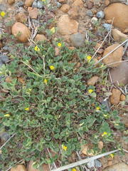 Medicago laciniata