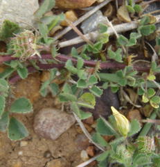 Medicago laciniata