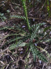 Carduus hamulosus