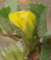 Medicago laciniata