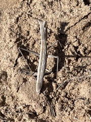 Yersiniops solitarius