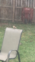 Passer domesticus